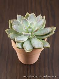 Growing with Succulents: a Guide on Succulent Care