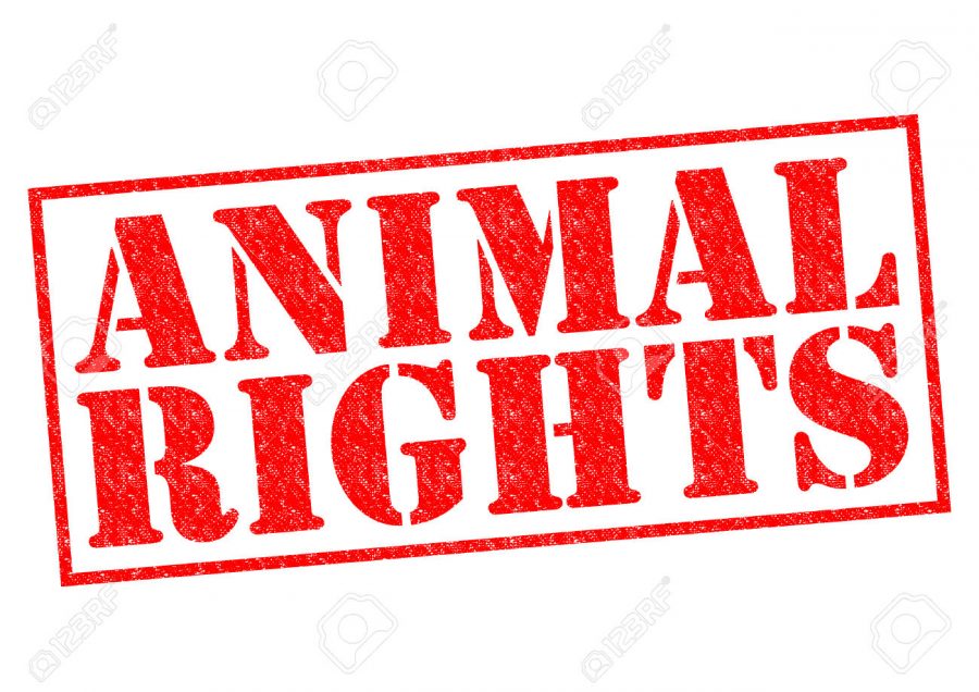 ANIMAL RIGHTS red Rubber Stamp over a white background.